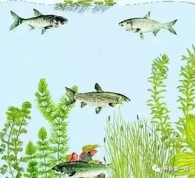 中国池塘养鱼的特色和核心：鱼类混养的理论原理和实操技术
