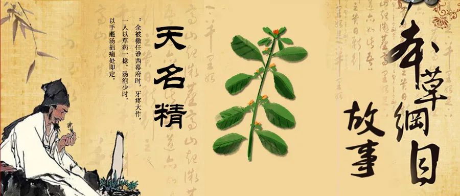 《本草纲目》故事：天名精治疗牙痛