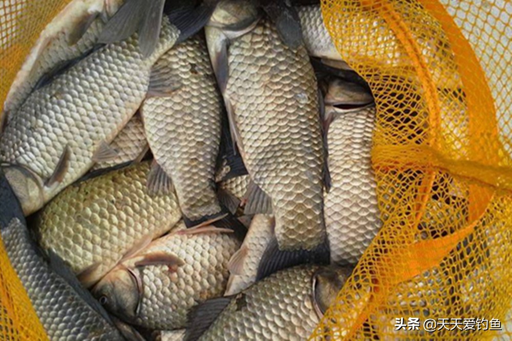 早春钓大鲫鱼的4要原则，早春不是鱼不好钓，是你不会钓