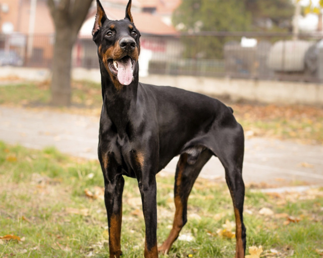 名犬排行榜名字及图片 名犬排行榜