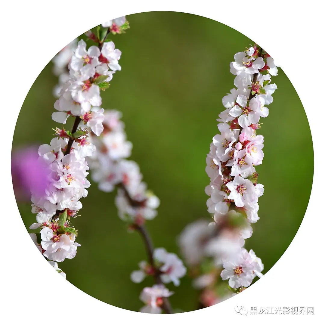 五月的鲜花再次“绽放”,你来了吗?