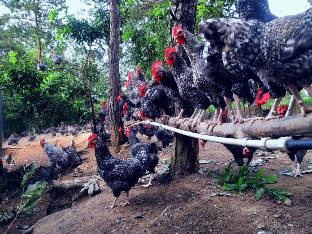 �׽����������Ļ����ν����湥�ԡ��ʺ�����