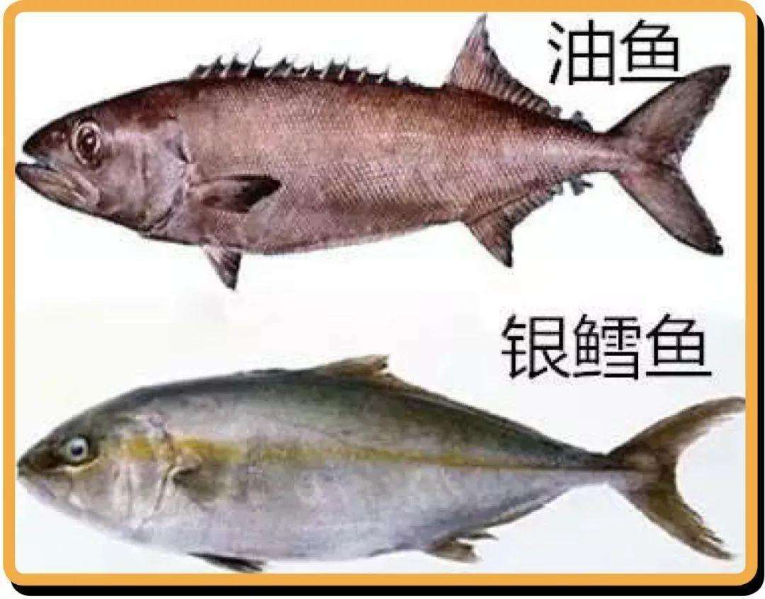 這種魚口感豐富，價格低廉，但有經(jīng)驗的漁民都不吃，吃完屁股流油