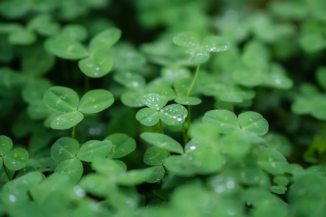 “端午节”迎降雨降温！今天全省多地有阵雨，气温降至30℃以下