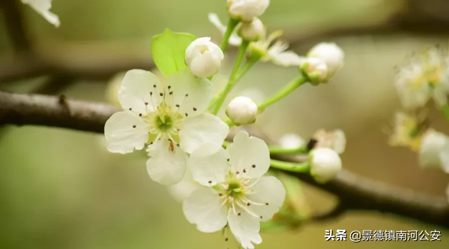 柳絮池塘淡淡风全诗（无题油壁香车不再逢古诗词赏析） 第7张