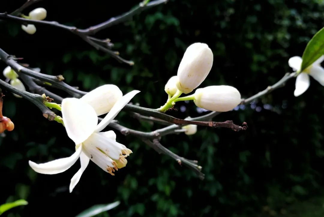 最美的花，开在唐诗宋词里，醉了整个春天-第11张图片-诗句网