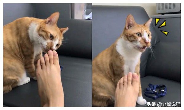 你知道吗 你男朋友的脚气有可能会传染给猫 猫奴大狸子 Mdeditor