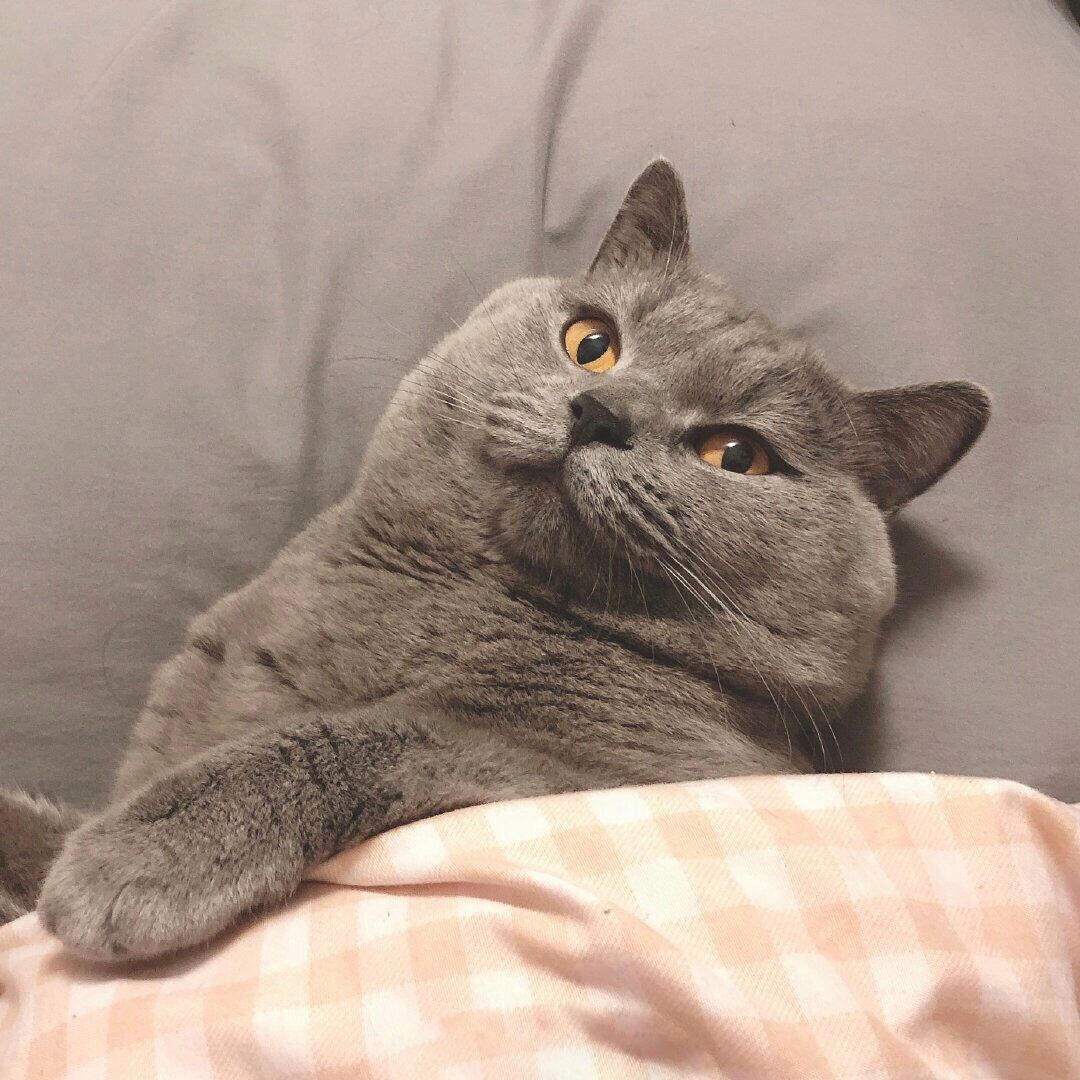 如果爱请深爱，周扬青呼吁不养折耳猫_昧昧小呆瓜- MdEditor