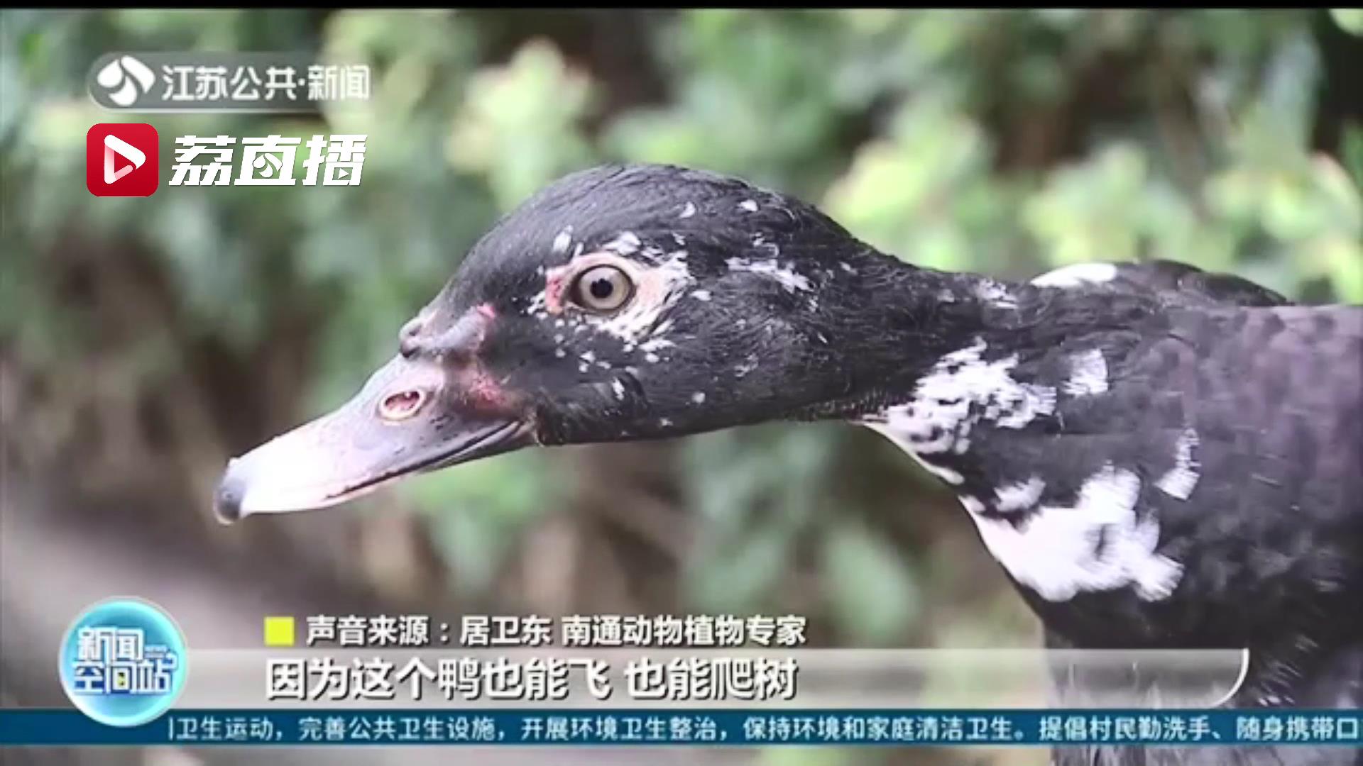 误把番鸭当野生动物 南通保安师傅爱心满满
