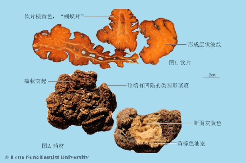 常见中药传统鉴别术语（二）