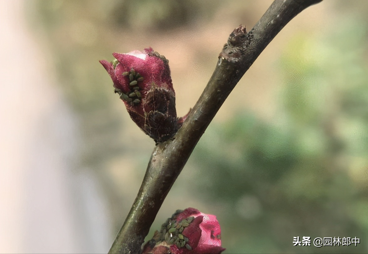 早春时节，蚜虫防治正当时！莫粗心，错过了最佳防治时期-第5张图片-农百科