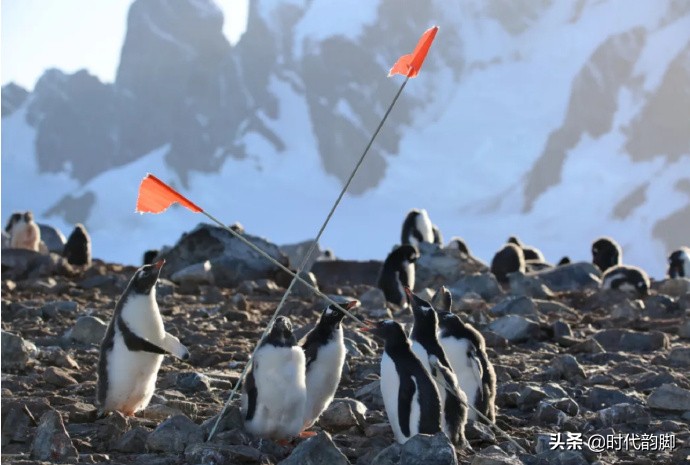 Go to work in antarctic: Of penguin, whale and expeditionary team member daily