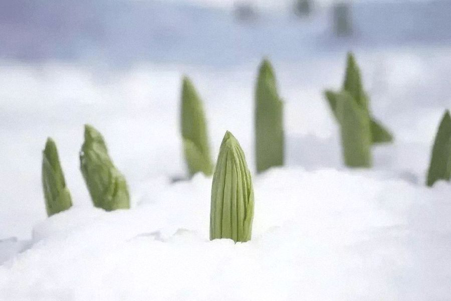 今日大雪 白首天涯 雪落归家 文化 蛋蛋赞