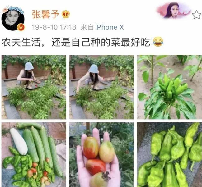 "Entire network is black " arrive " treasure girl " , besides marry pair of people, zhang Xin grants more do was opposite this thing