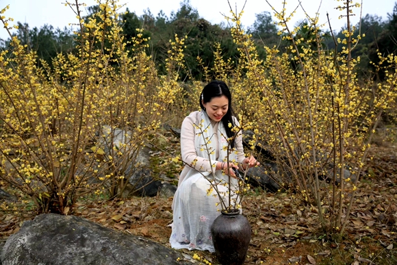 腊梅迎寒放“插花姑娘”回乡创业带动村民增收