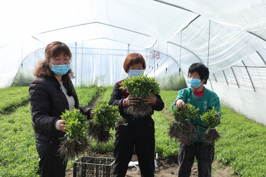 泰莱集团推出甜叶菊可持续种植新计划 助力中国乡村振兴战略