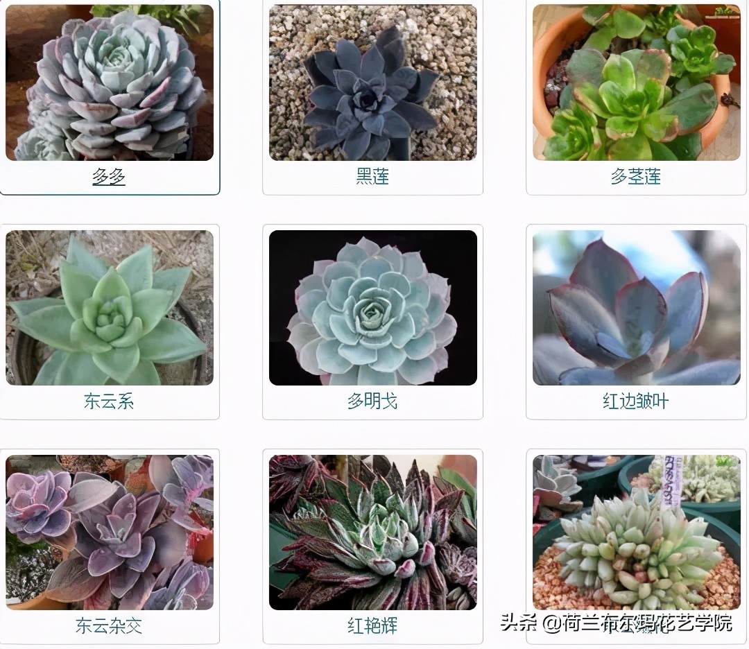 那些細膩的小精靈 多肉種類大全 荷蘭布爾瑪花藝學院 Mdeditor