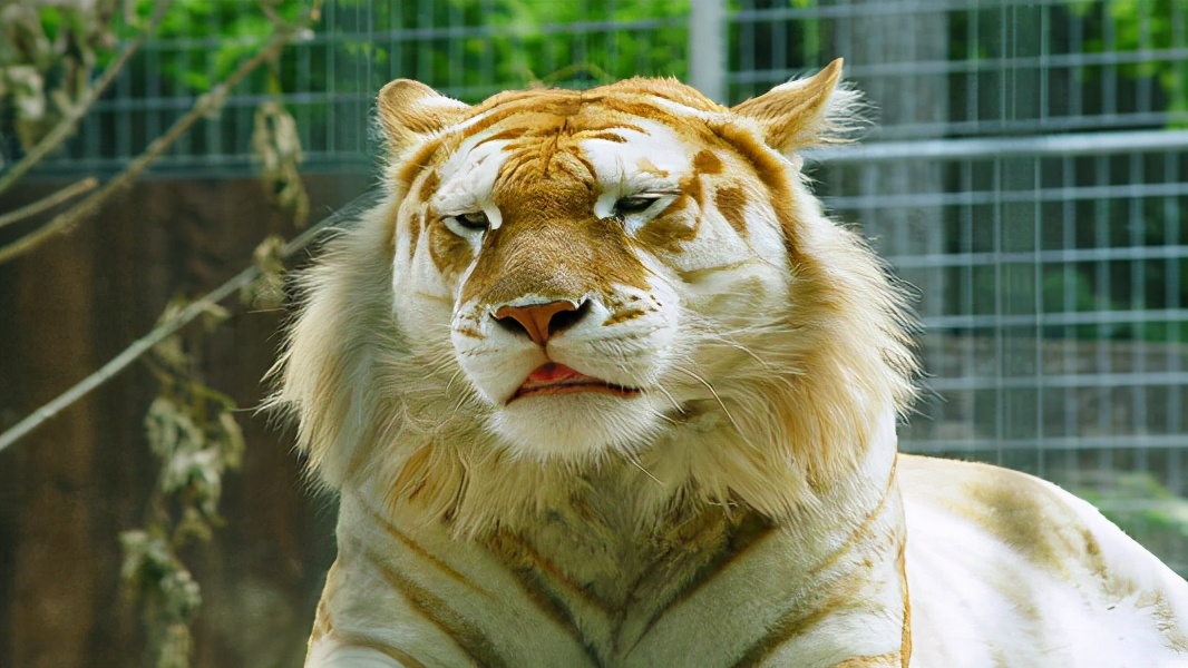 究竟怎麽算“活著”？如果能繁殖才算生命，難道騾子是死的？