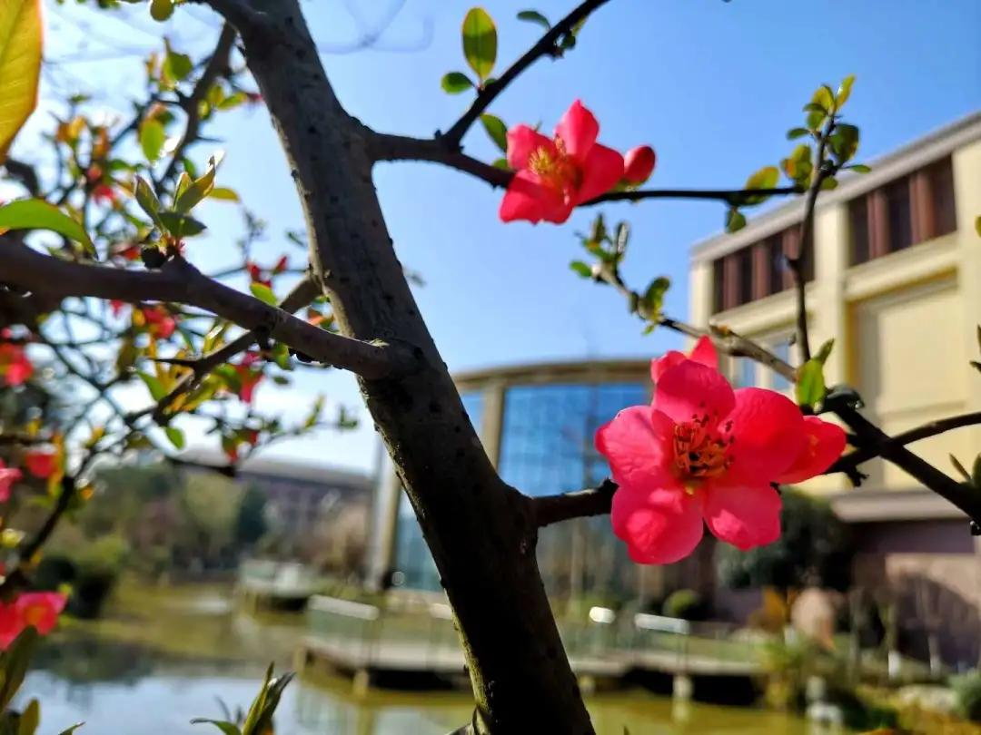 新年教职工第一会、棠湖中学刘凯校长擘画学校“十四五”发展蓝图