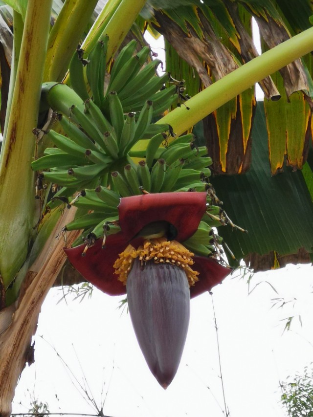 这个难忘的新年，我在客都梅州度过