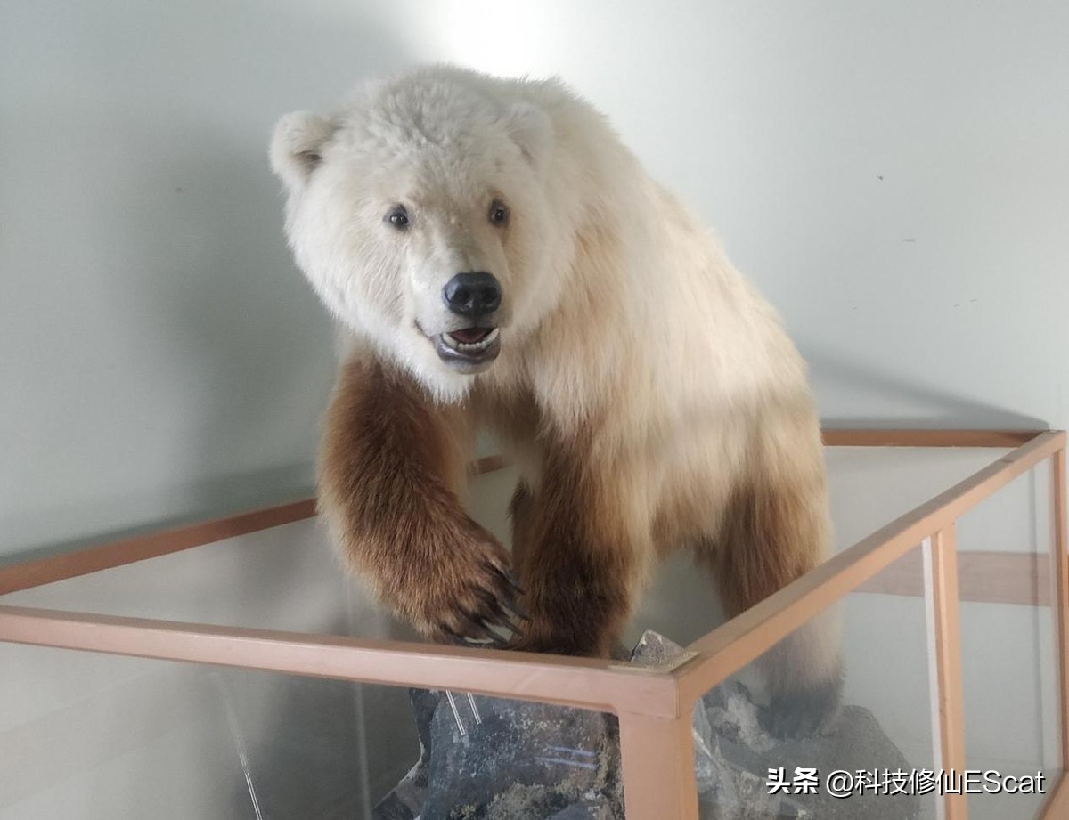 穗海洋館北極熊疑是混種棕熊 蘋果日報