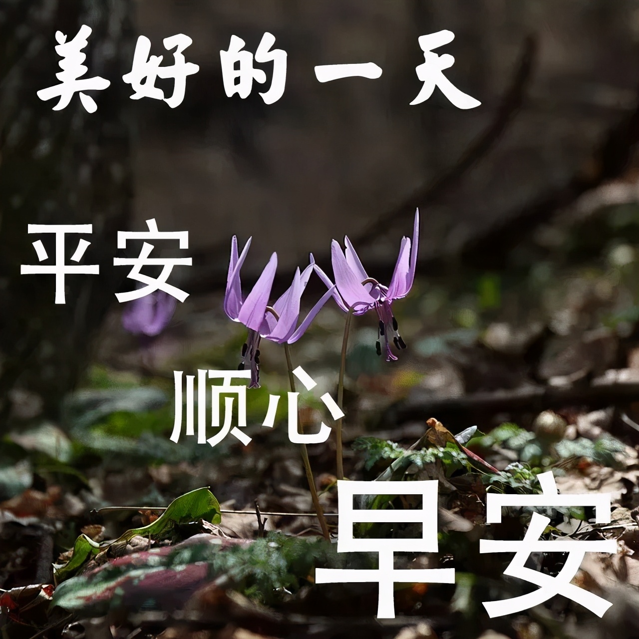 星期六早安心语：生活中，有爱的陪伴，即使苦累心也甜