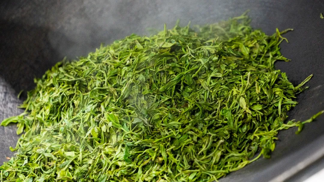 贺开古茶园春茶开采,隔着屏幕都能闻到茶香