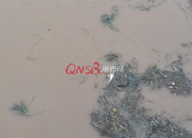 每天80万斤千岛湖鱼逃往上下游！杭州千发：千岛