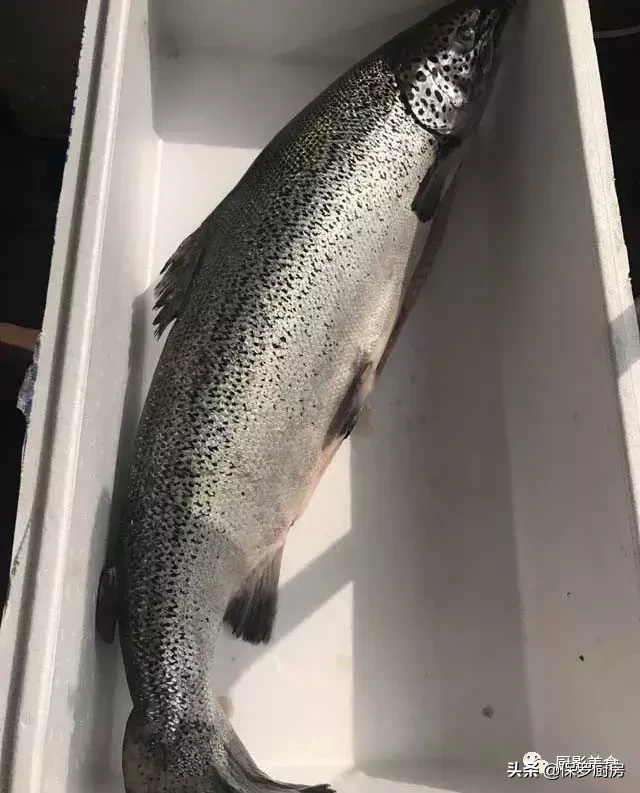 史上最全的顶级“海鱼”海鲜大全,全吃过的你人生就到达了巅峰!