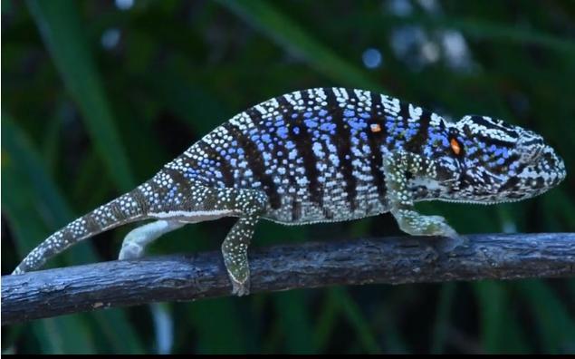 全球唯一白色大熊貓現身，沒有黑眼圈，消失多年物種也不斷出現