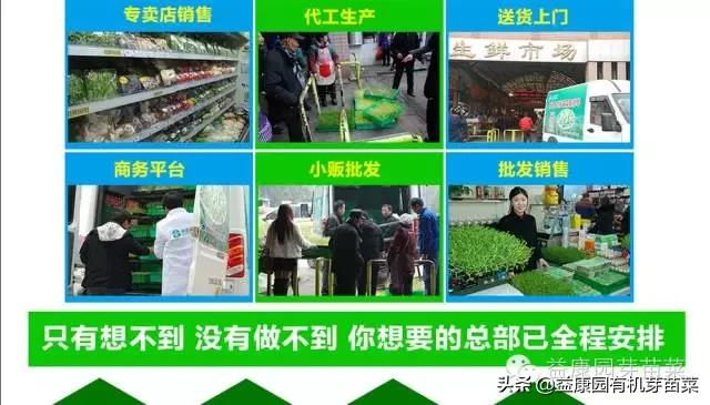 芽苗菜为什么卖的这么好?