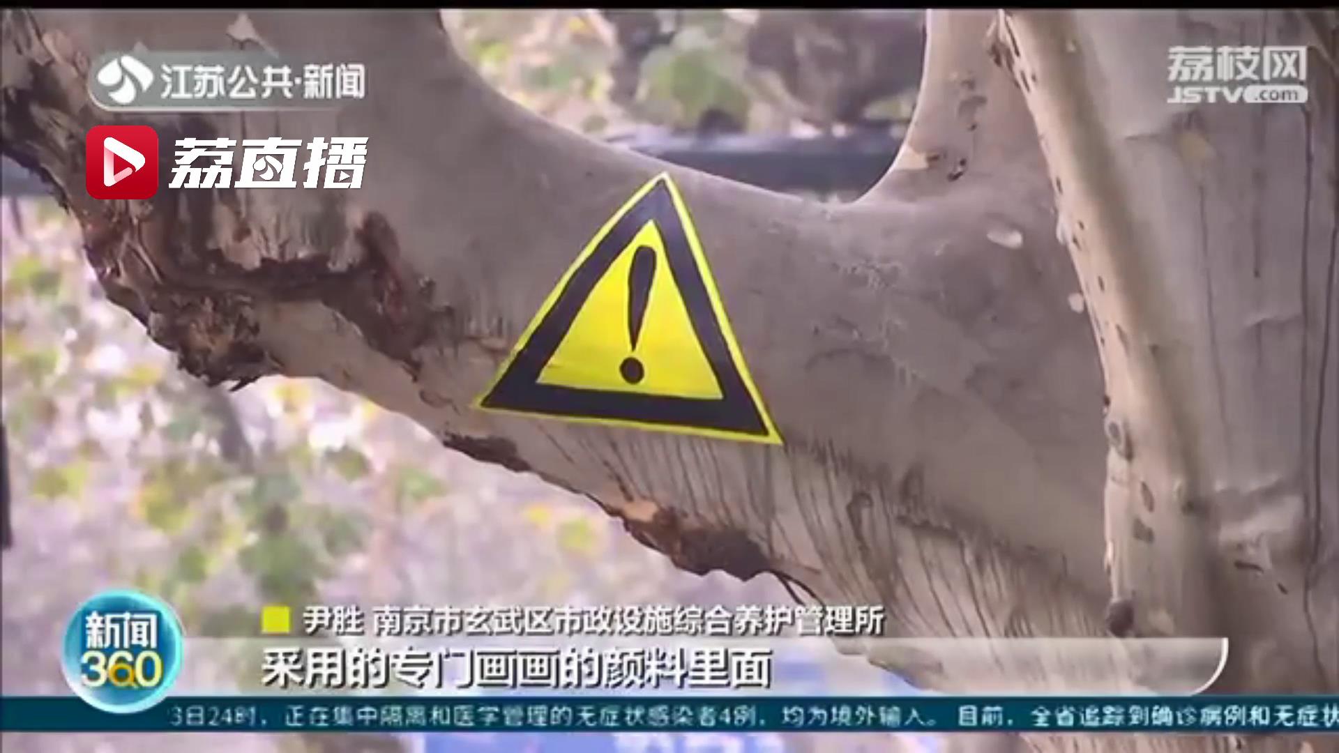 专门通道、反光彩绘、导航语音&hellip;城市梧桐守护计划保护南京的绿色风景线