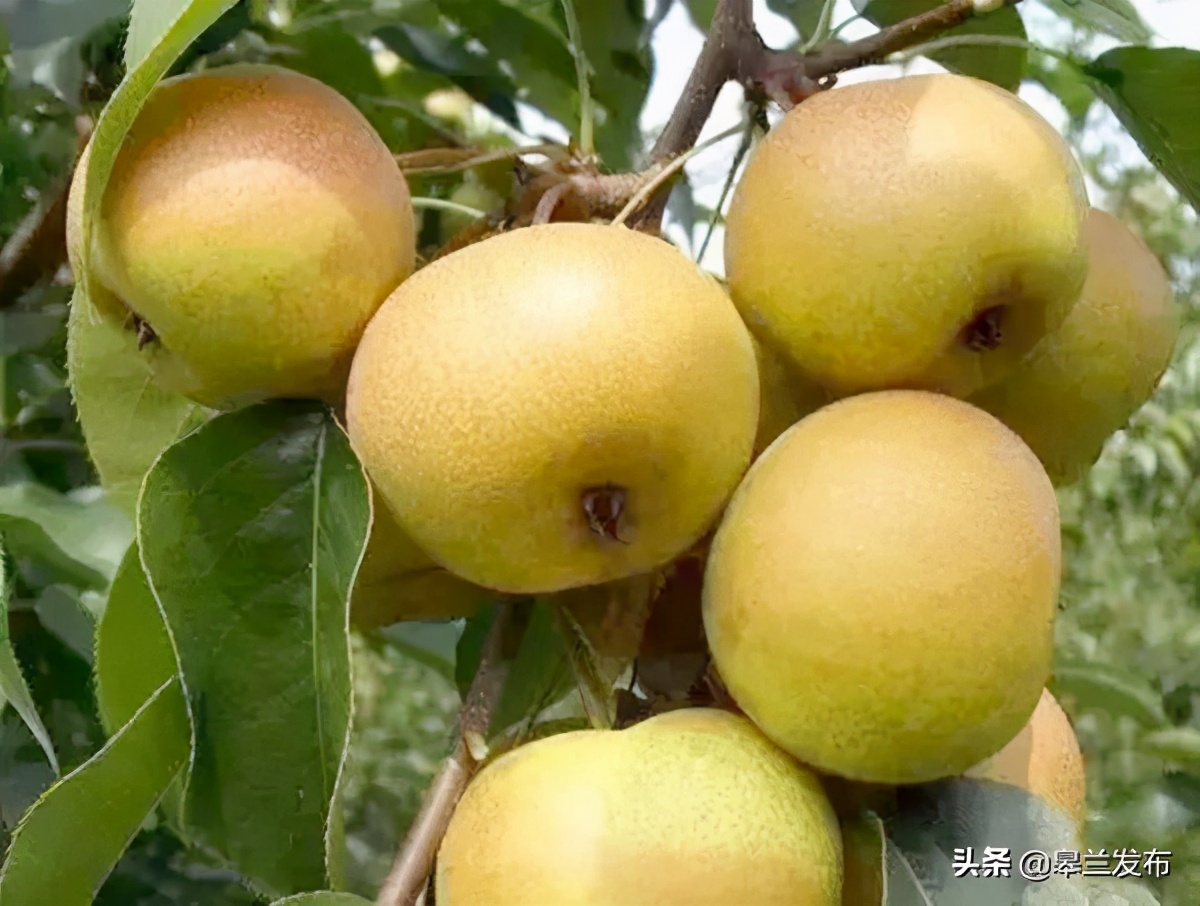 小软儿梨大产业皋兰县什川镇软儿梨产业侧记