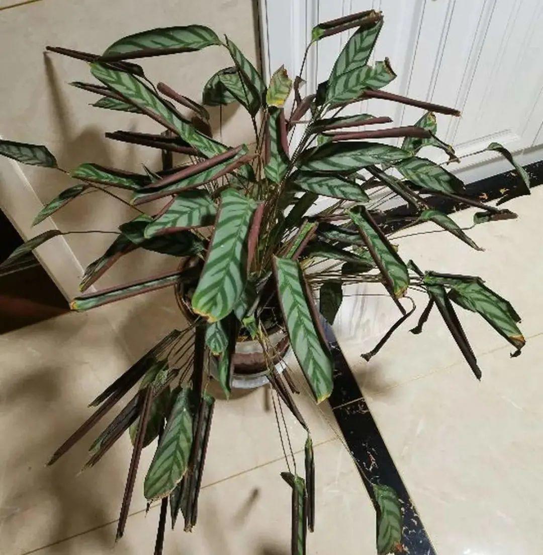 春天不能晒的花，越晒越丑，放阴凉地儿，反倒