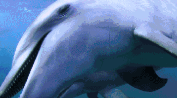 一群海豚玩耍一只河豚，专家说是在“嗑药”，真是这样吗？