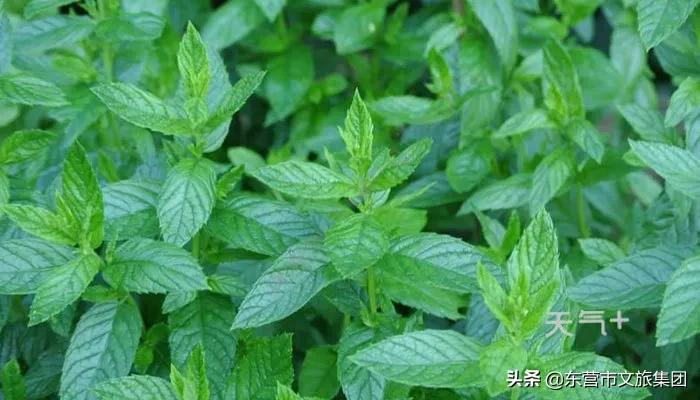 花仙谷中草药园景观全新升级！中医药研学新亮点