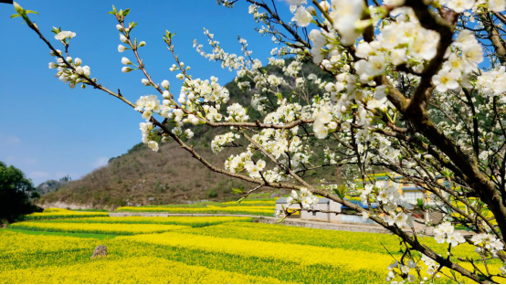云南省罗平县：“赏花经济”带活乡村旅游