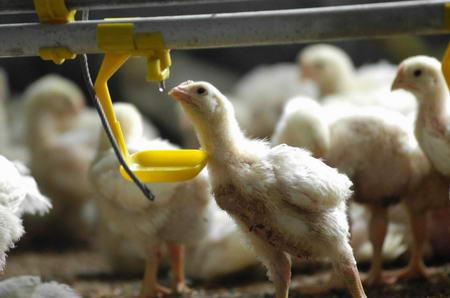 如何预防雏鸡早期死亡？温度、饮水？哪些最关键？