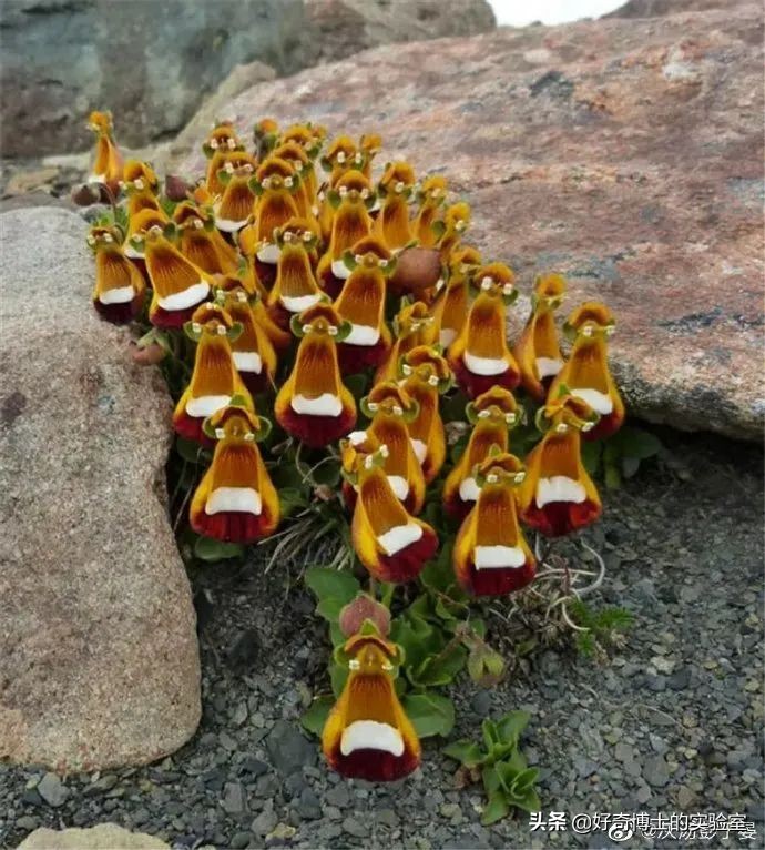 雞蛋居然能下蛋中蛋