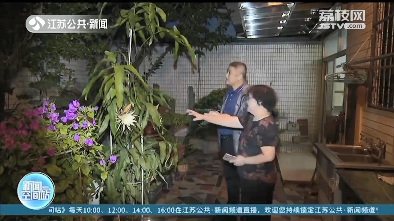 昙花不止一现 常熟阿姨家的昙花一季盛放了八次