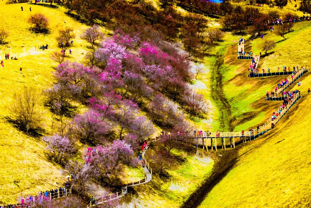 新疆的春天叫伊犁