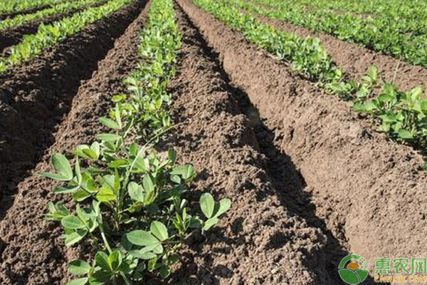 花生多少温度可以种？