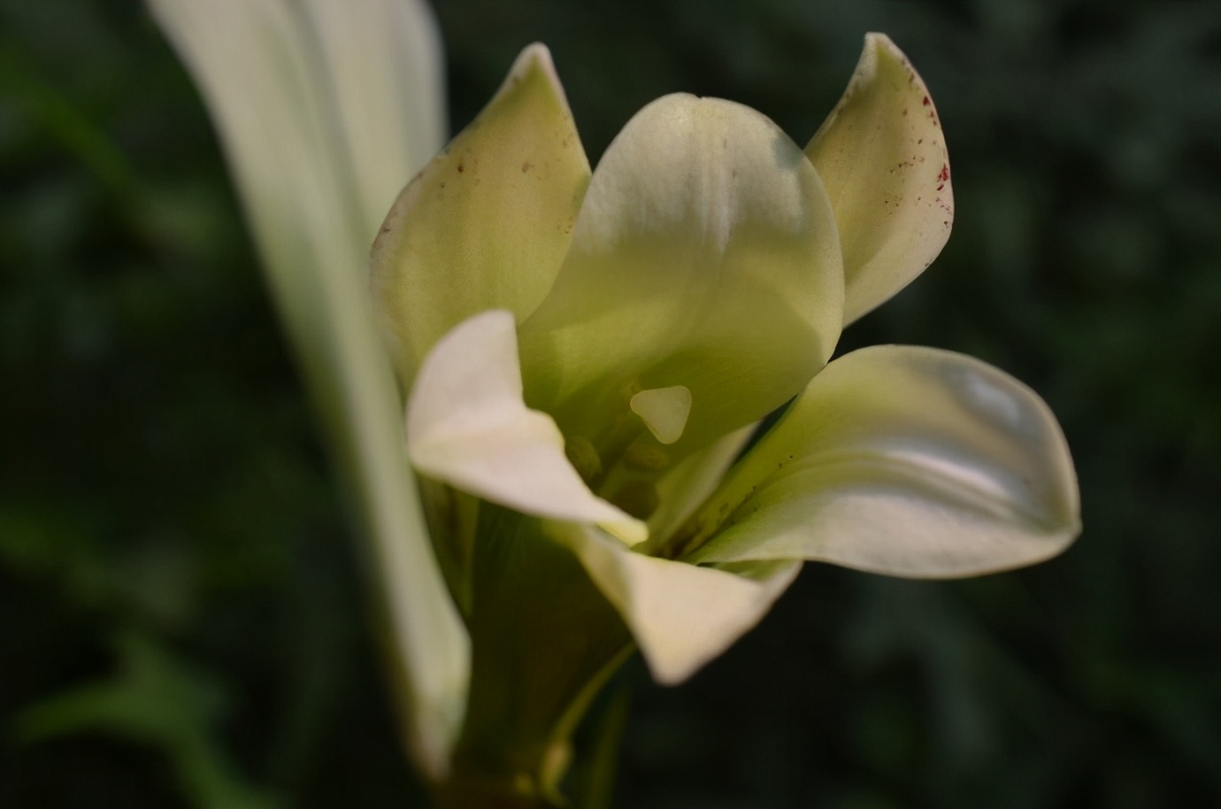 百合王子 蕎麥葉大百合 萬畝七彩百合 Mdeditor