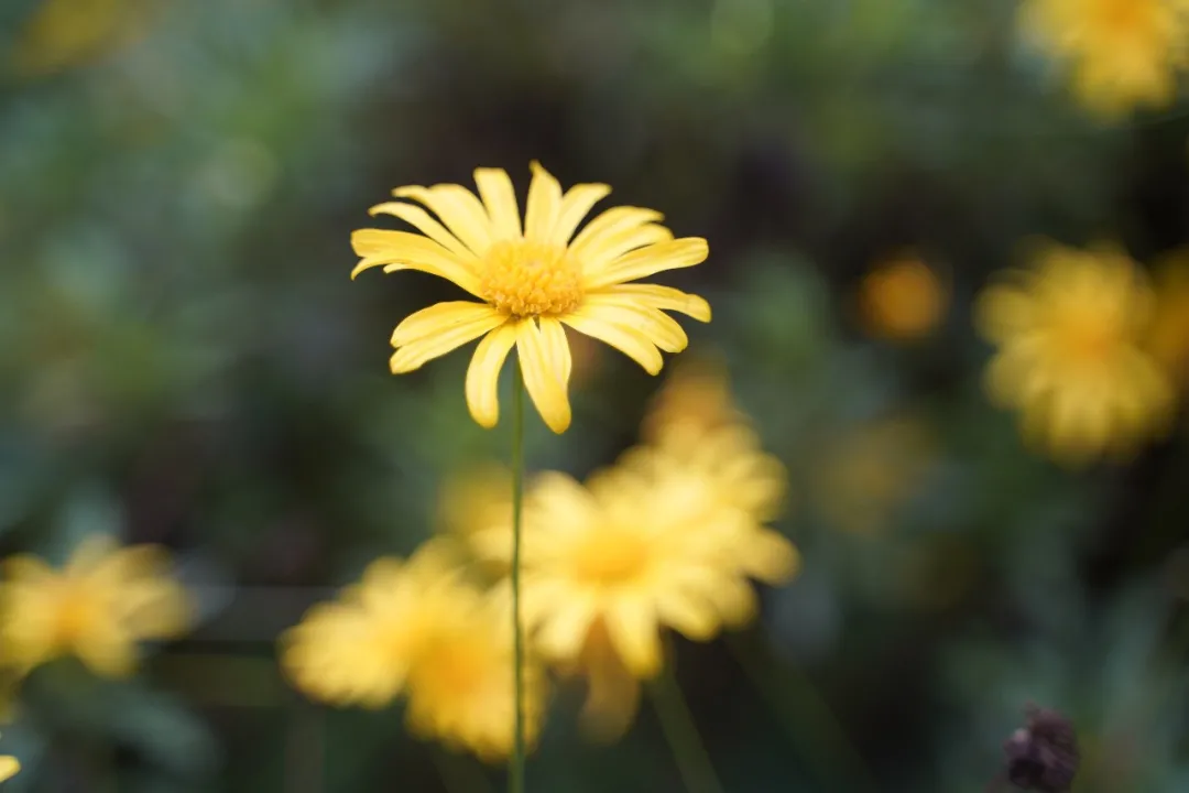 成都高新区朝阳小学清明节气主题活动日