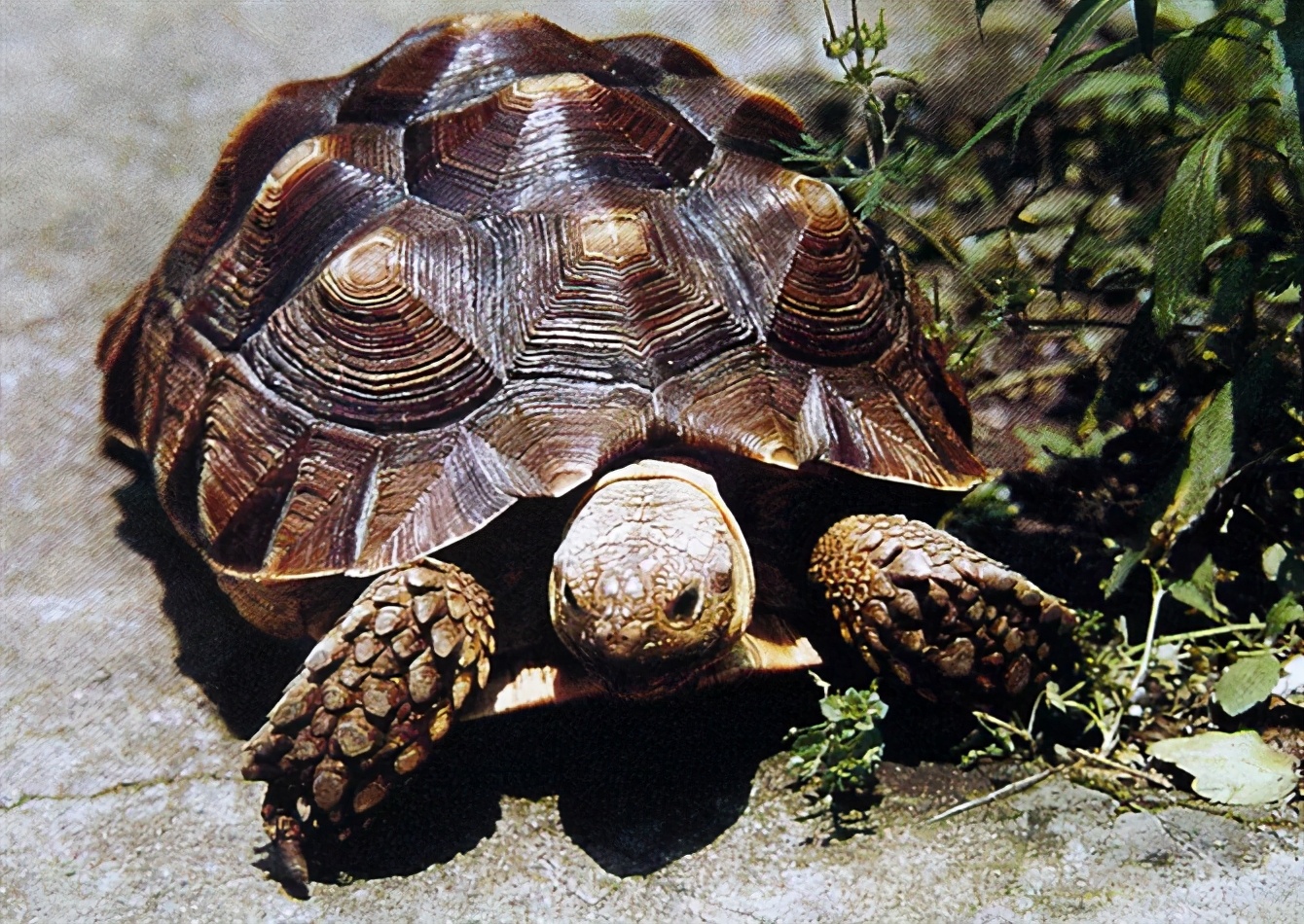 龟类图集_淡水两栖_西南渔业网 水花鱼 水产养殖专业