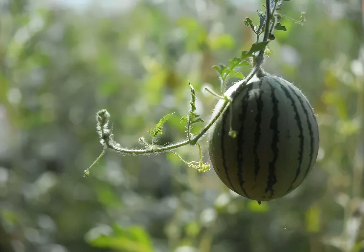 小型西瓜的关键栽培技术，从生长特性到种植技术，值得农民一看