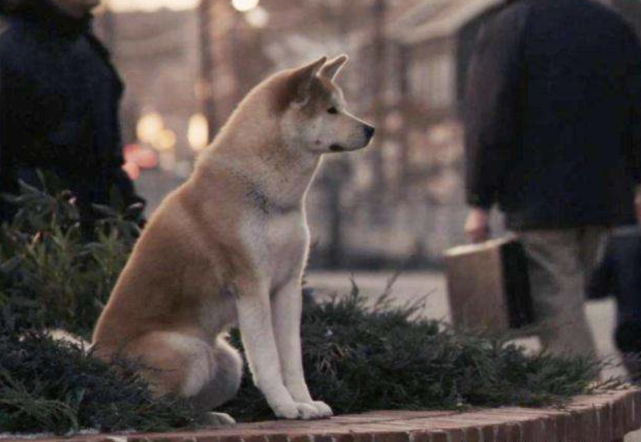 人看不到的东西，狗为何能看到？科学家给出了