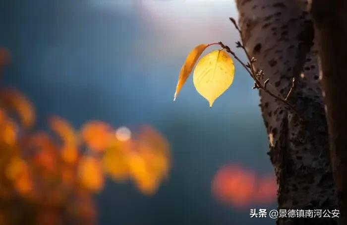 诗词|杜牧安慰朋友,写下一首豁达诗,苏轼朱熹也来“抄袭”,7字写尽人世悲凉