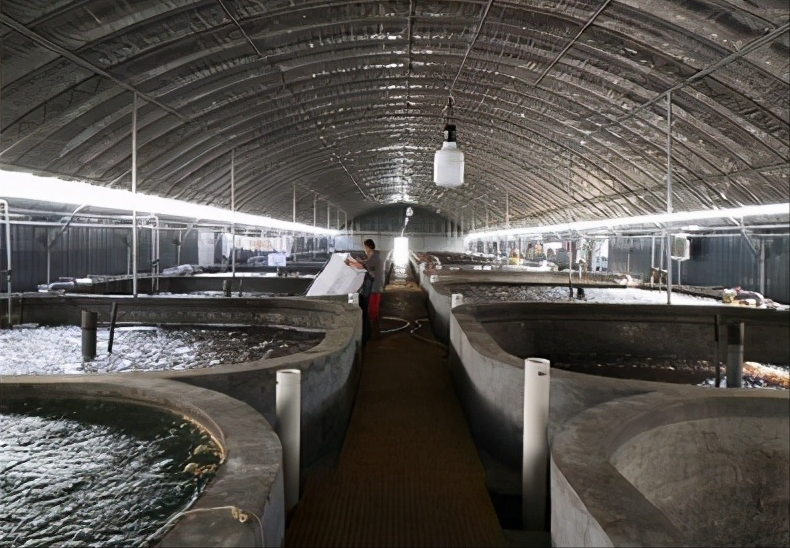 把握工厂化养虾四要点,成功养虾势在必得