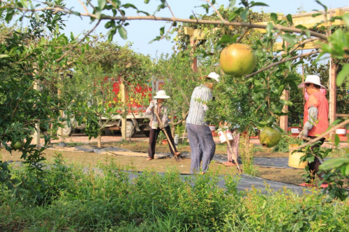 石榴新“硒”旺——枣庄亚太石榴酒富硒石榴基地追肥忙